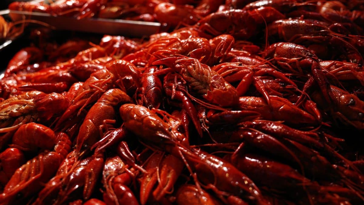 Building a Covington Pavilion for Crawfish Boils: Burners and Drainage