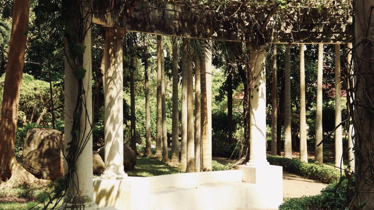 Building a Pergola Under Tall Pines in Abita Springs: Roots and Falling Limbs