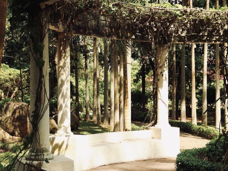 Building a Pergola Under Tall Pines in Abita Springs: Roots and Falling Limbs